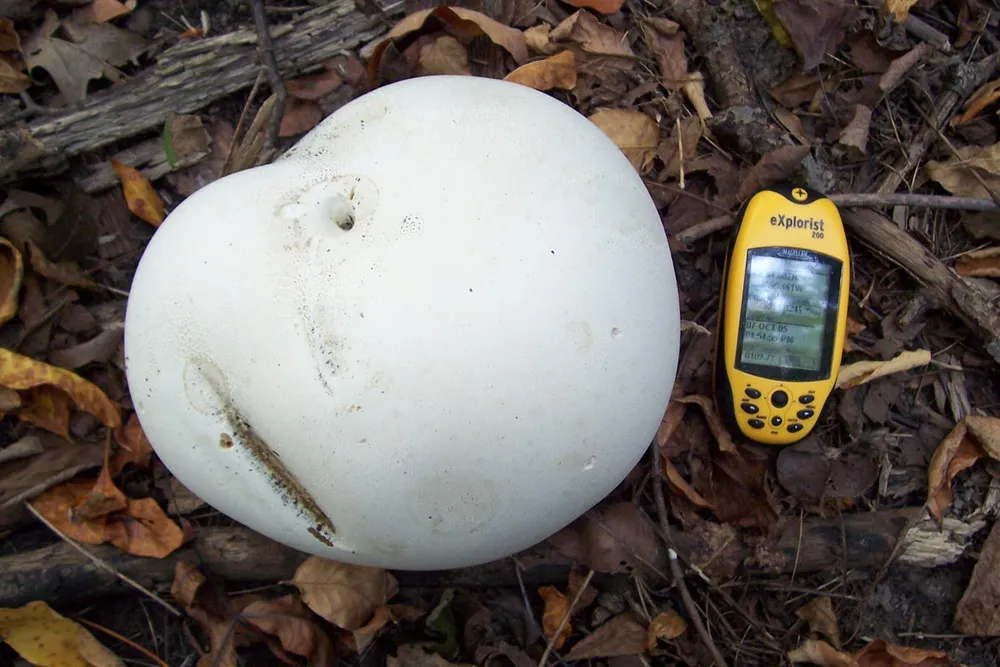 Дощовик гігантський (Calvatia gigantea)