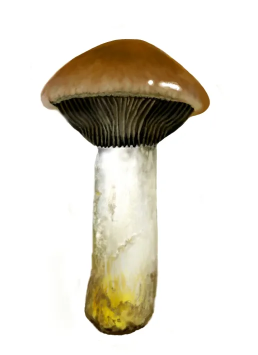 Мокруха клейка (Gomphidius glutinosus)