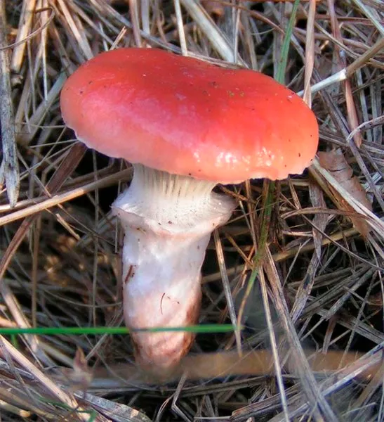 Мокруха рожева (Gomphidius roseus)