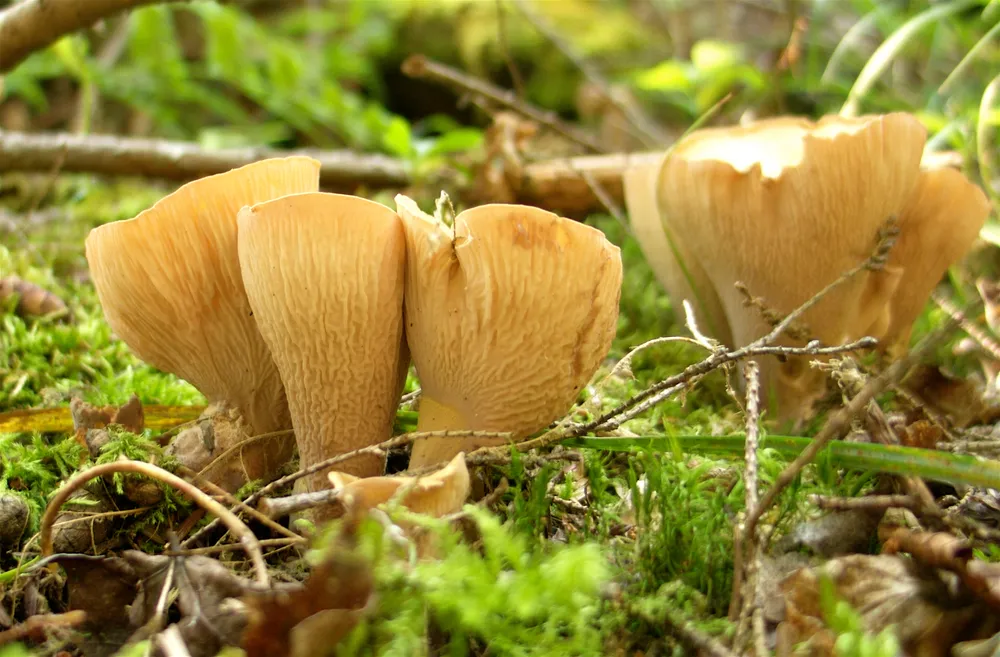 Гомф булавоподібний (Gomphus clavatus)