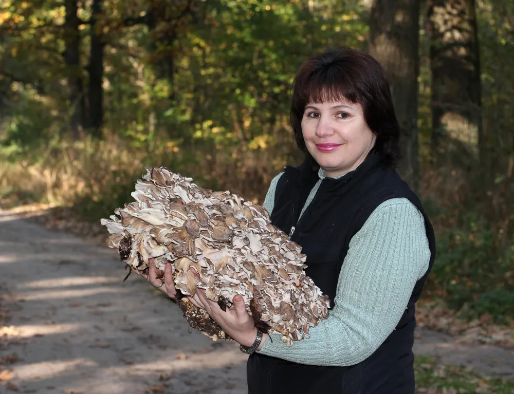 Грифола кучерявенька (Grifola frondosa)