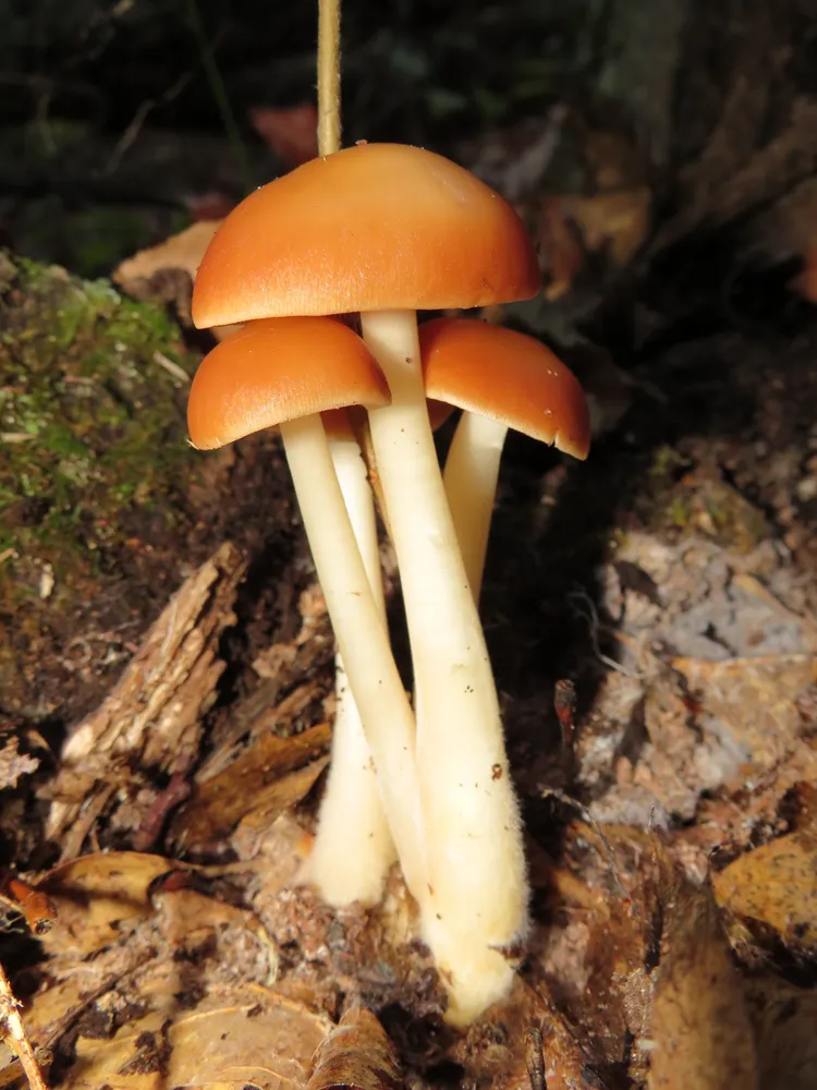 Гімнопус лісолюбивий (Gymnopus dryophilus)