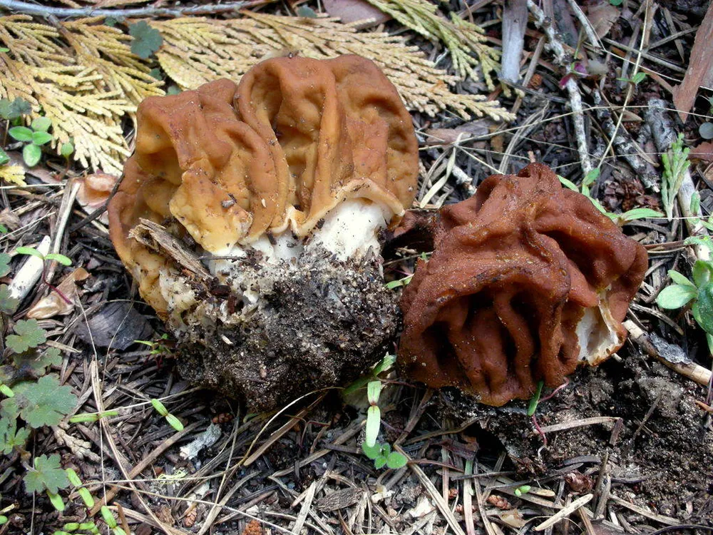 Строчок великий (Gyromitra gigas)