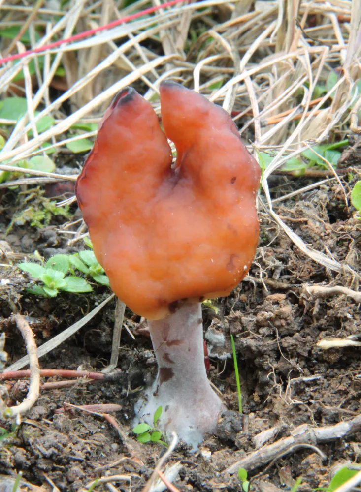 Строчок осінній (Gyromitra infula)