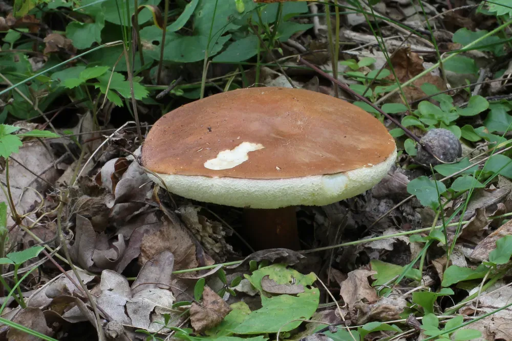 Гіропор каштановий (каштановий гриб) (Gyroporus castaneus)