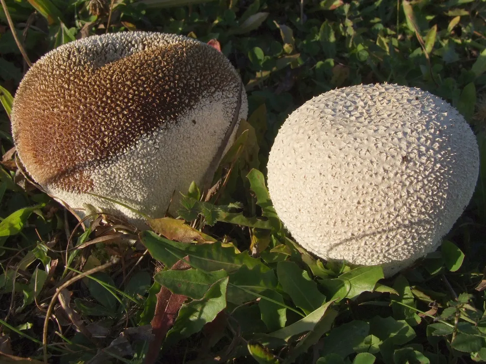Головач мішковидний (Calvatia utriformis)