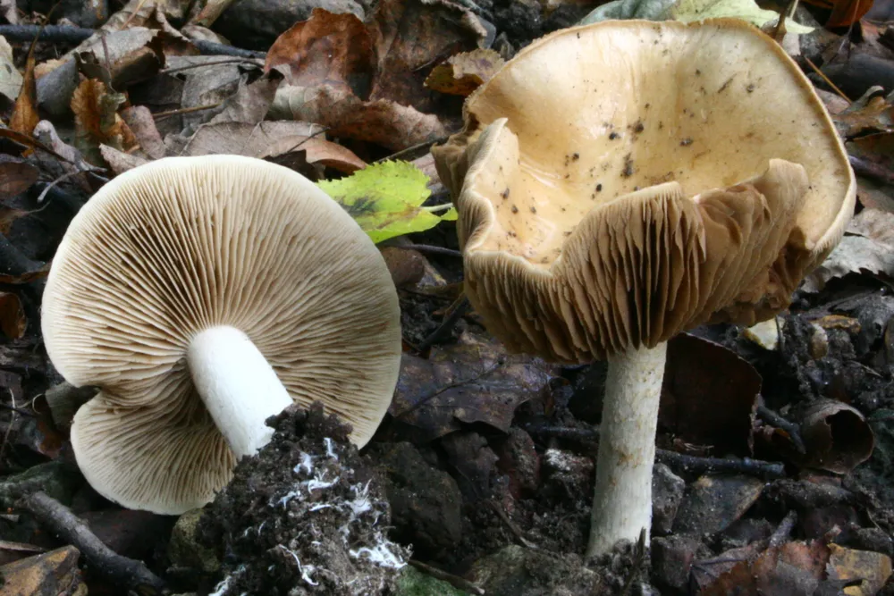 Гебелома клейка (Hebeloma crustuliniforme)