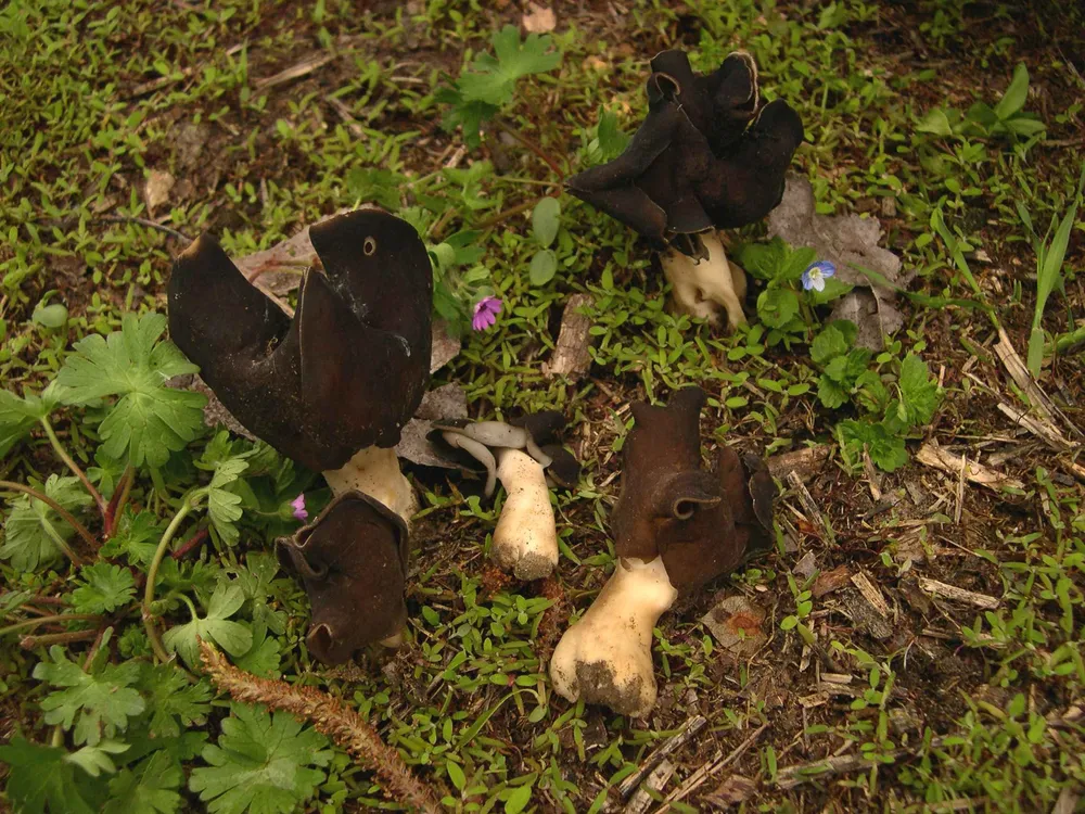 Гельвела монашка (Helvella monachella)
