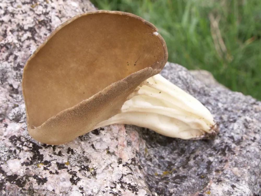 Гельвела блюдчаста (Helvella acetabulum)