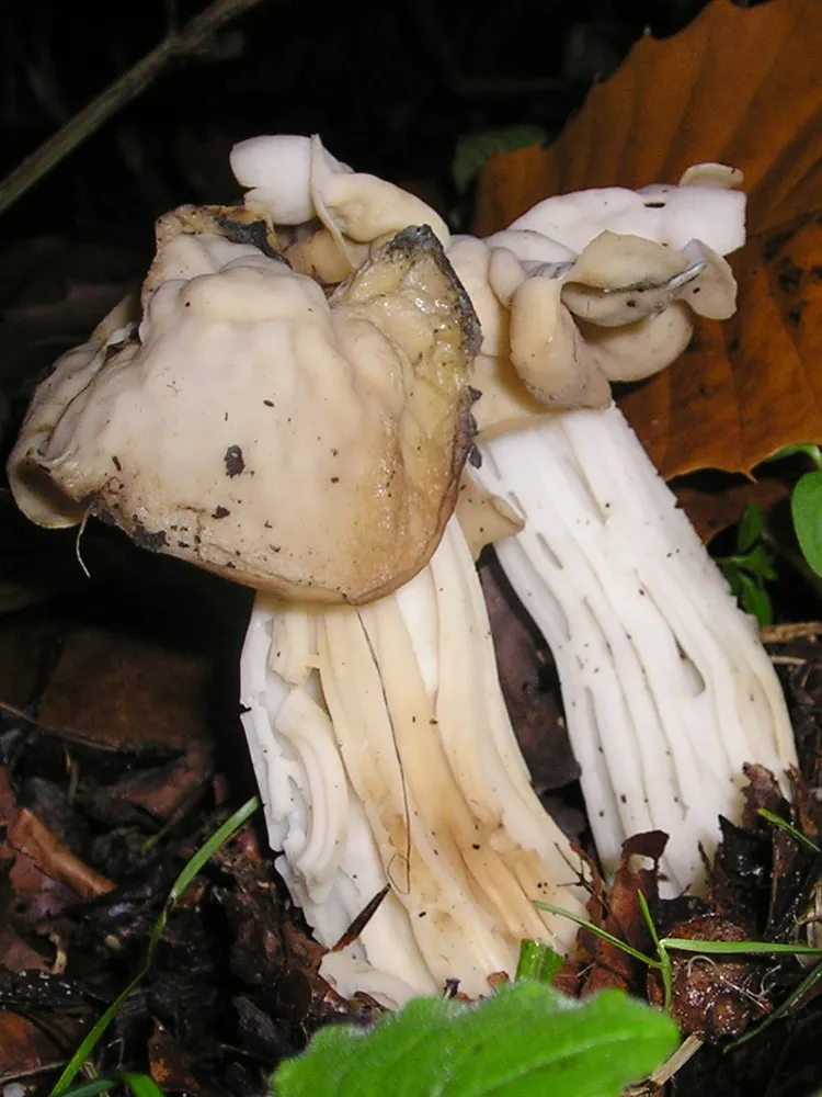 Гельвела кучерява (Helvella crispa)