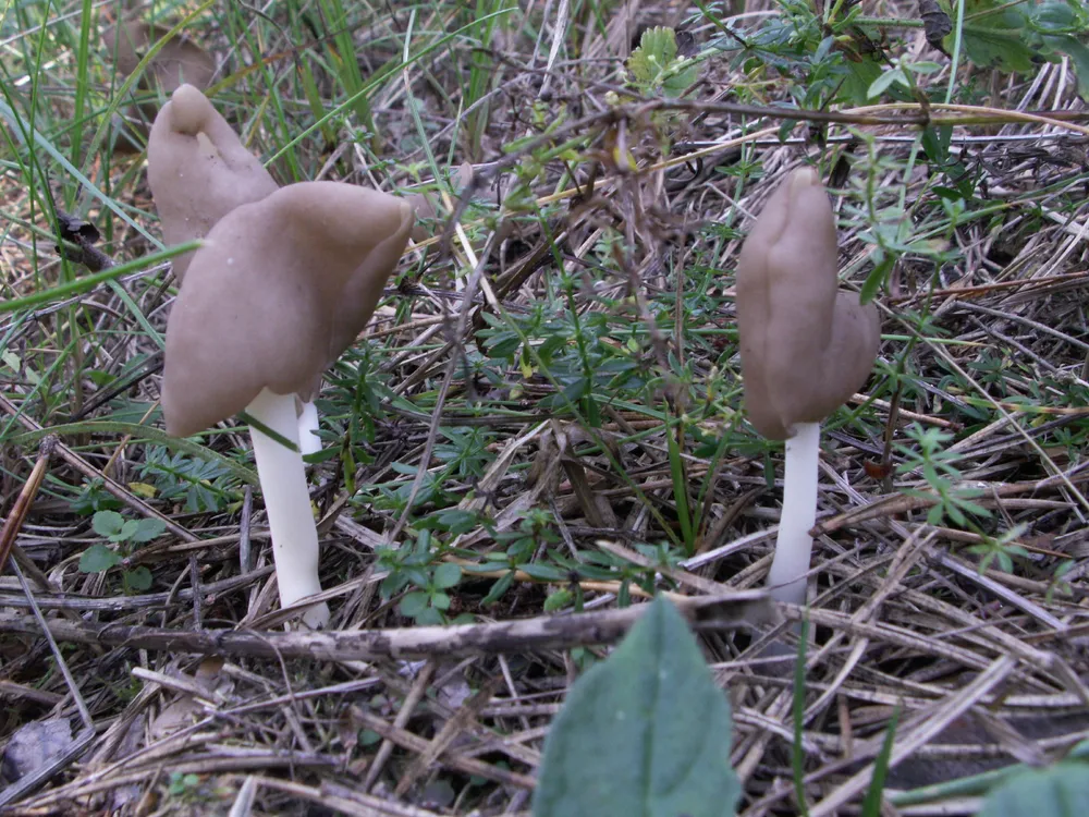 Гельвела еластична (Helvella elastica)
