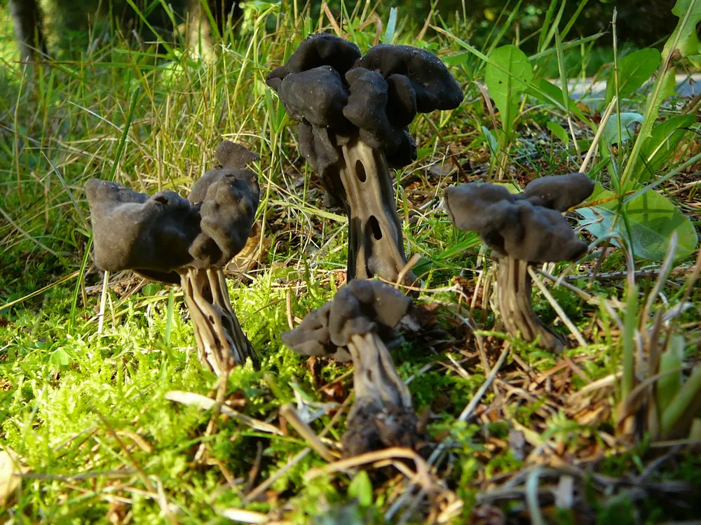 Гельвела лакуноса (Helvella lacunosa)