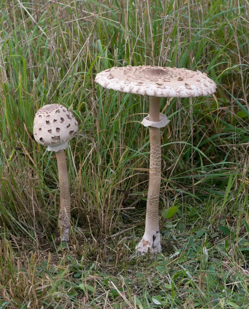 Гриб-зонтик великий (Macrolepiota procera)