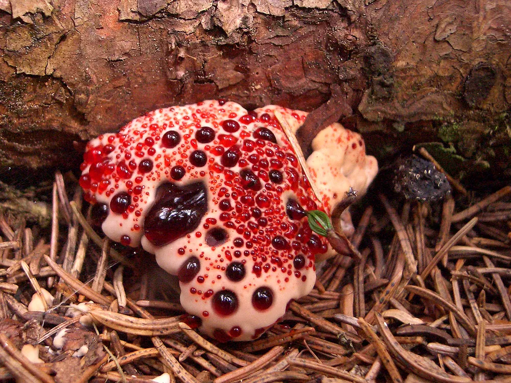 Гіднел Пека (Hydnellum peckii)