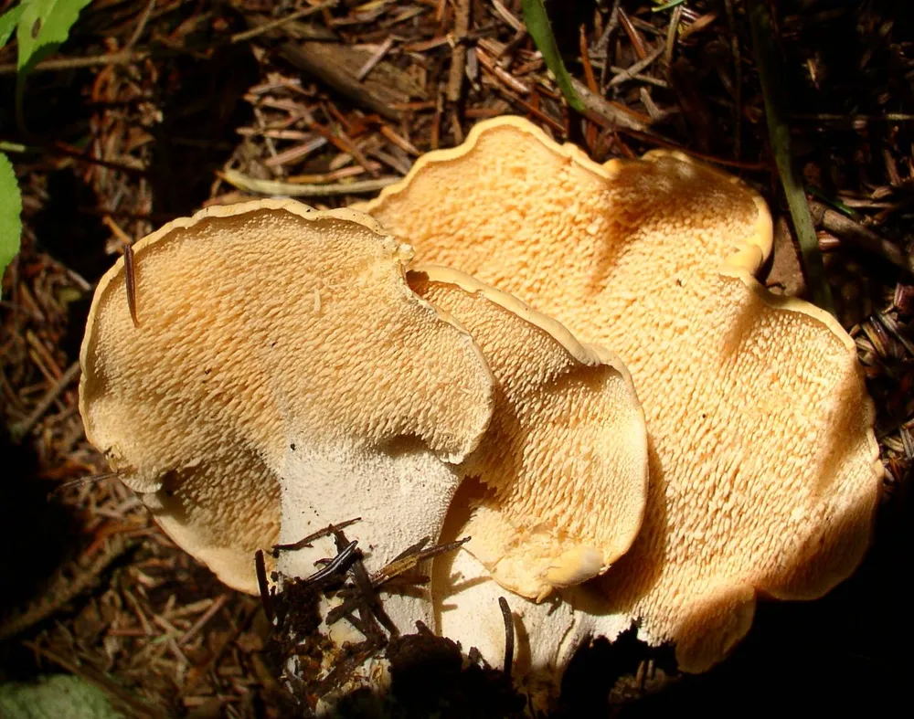 Їжовик жовтуватий (Hydnum repandum)