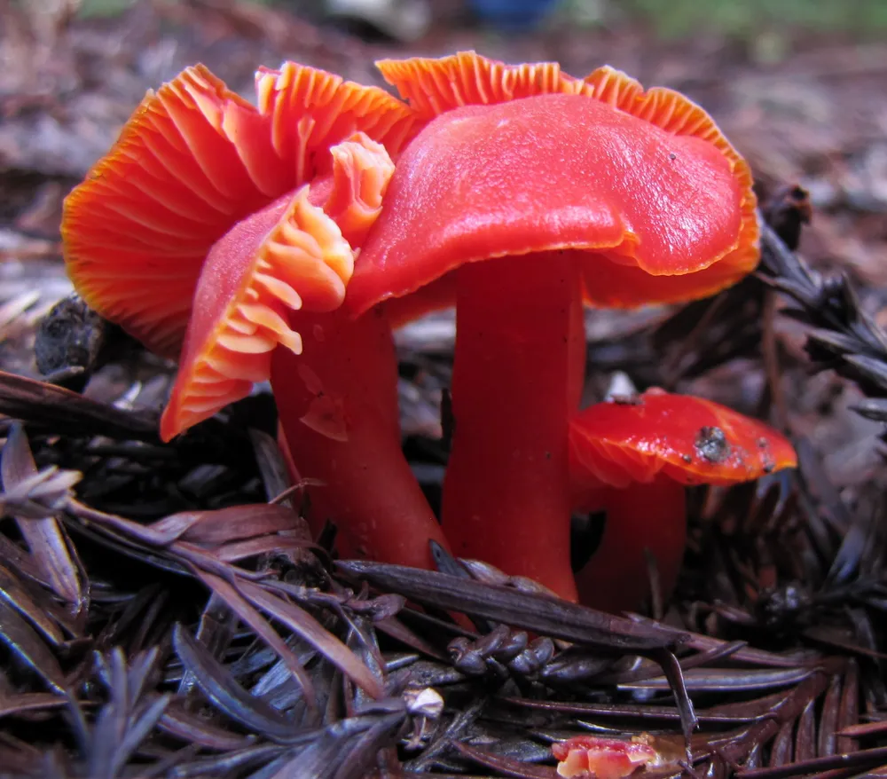 Гігроцибе багряна (Hygrocybe coccinea)