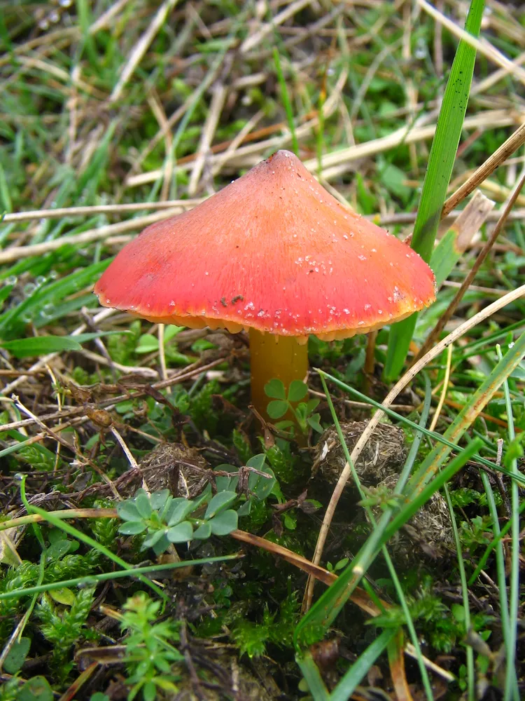 Гігроцибе конічна (Hygrocybe conica)
