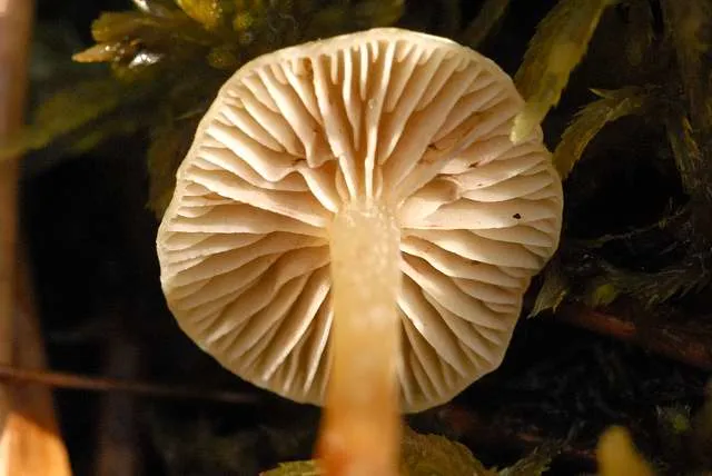 Гігрофор модриновий (Hygrophorus lucorum)