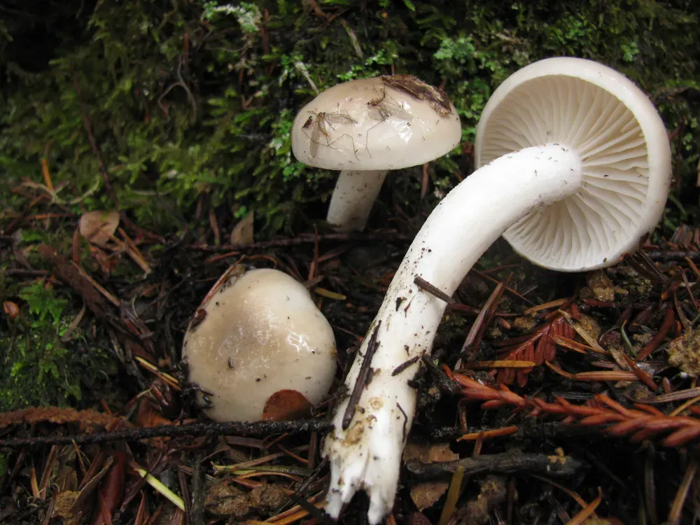 Гігрофор духмяний (Hygrophorus agathosmus)