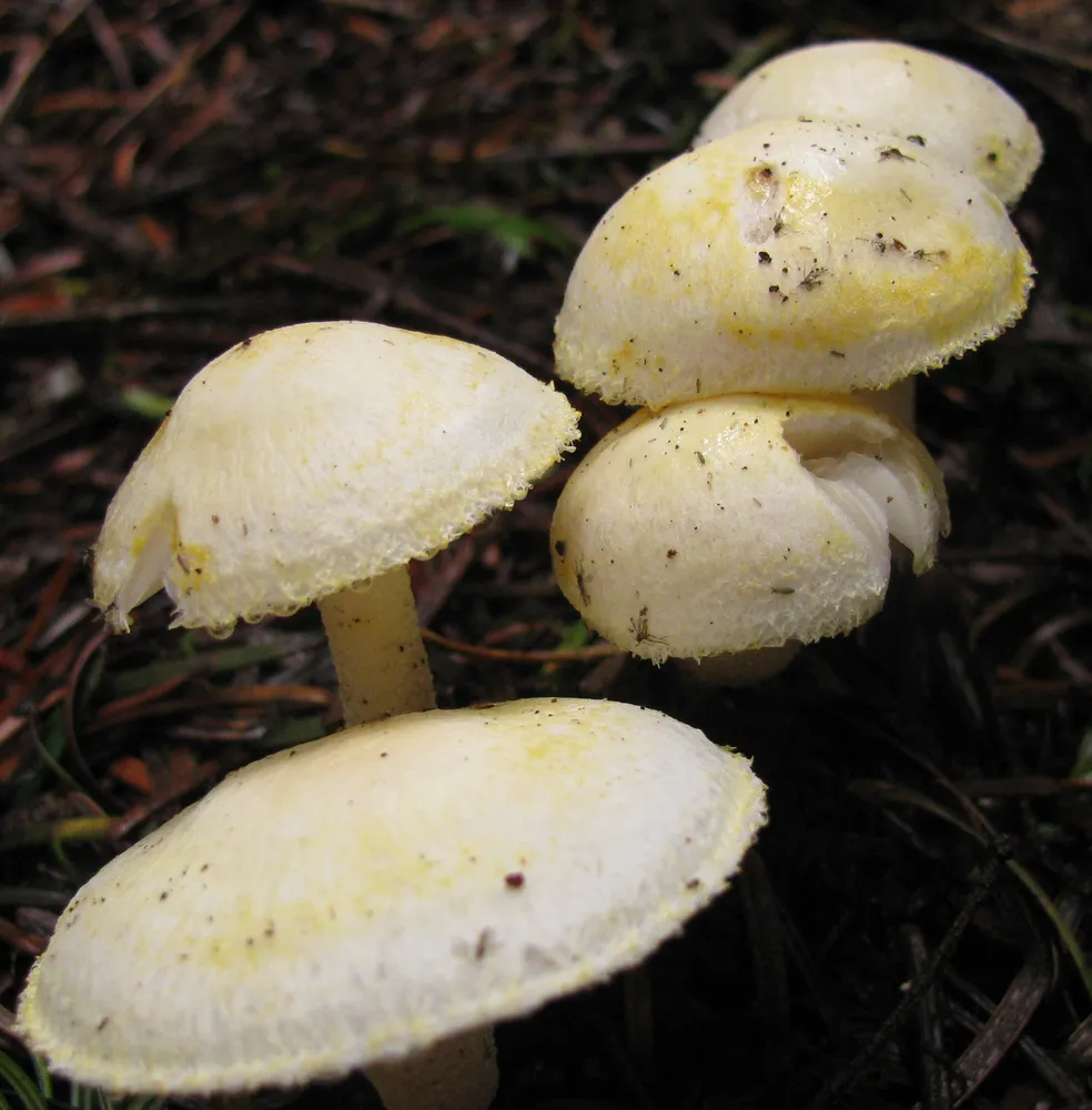 Гігрофор золотистий (Hygrophorus chrysodon)