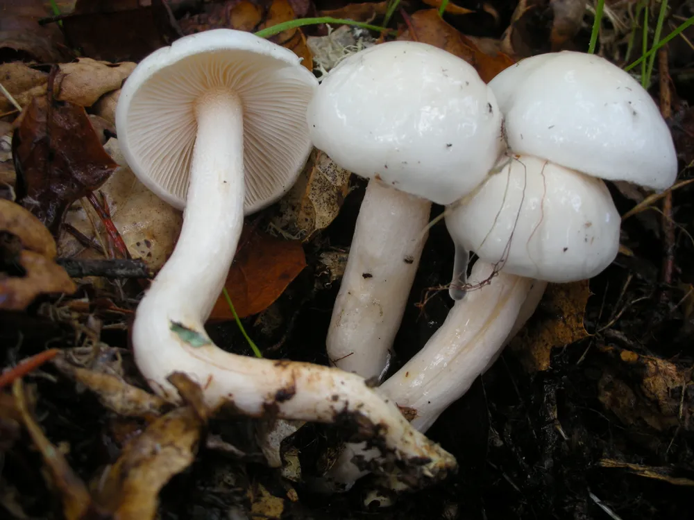 Гігрофор жовтувато-білий (Hygrophorus eburneus)