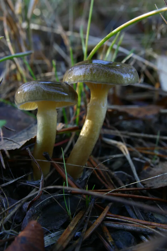 Гігрофор пізній (Hygrophorus hypothejus)