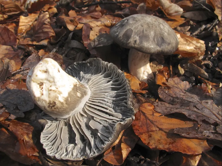 Гігрофор ранній (Hygrophorus marzuolus)