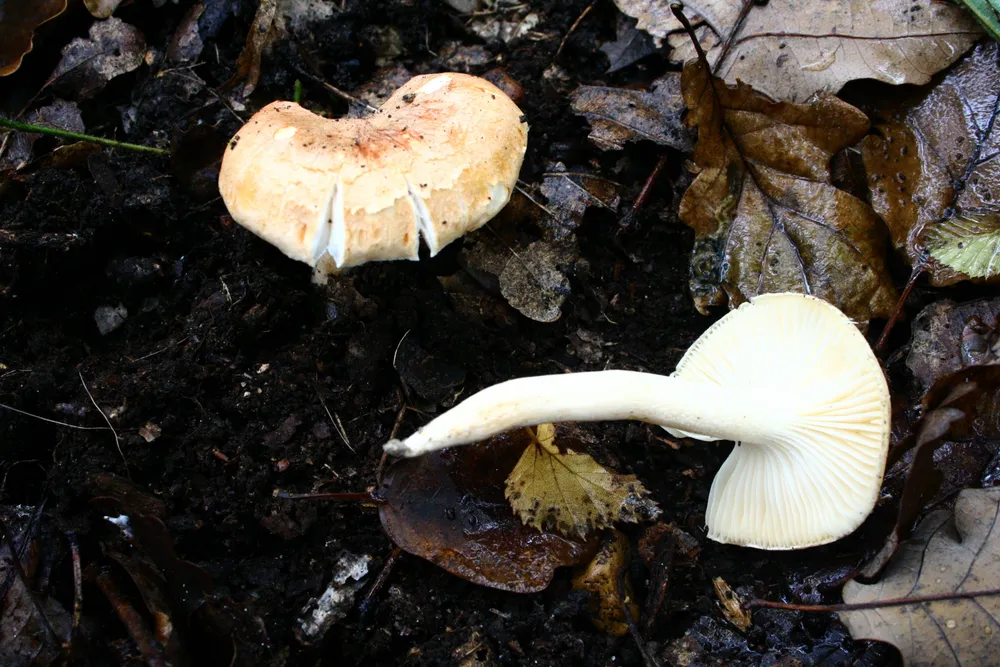 Гігрофор дібровний (Hygrophorus nemoreus)