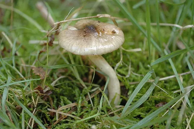 Гігрофор оливково-білий (Hygrophorus olivaceoalbus)