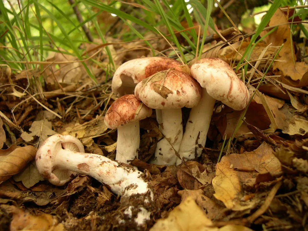 Гігрофор сироїжкоподібний (Hygrophorus russula)