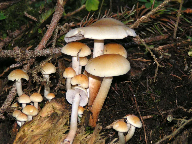 Опеньок хибний сіропластинчатий (Hypholoma capnoides)