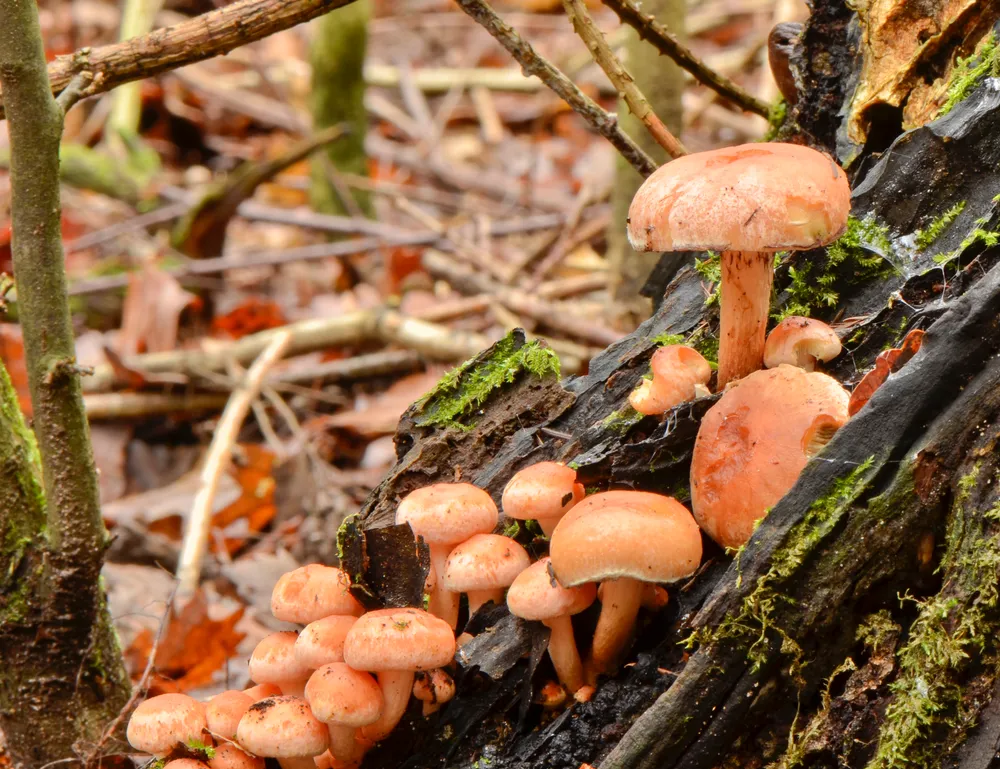 Опеньок цегляно-червоний (Hypholoma lateritium)