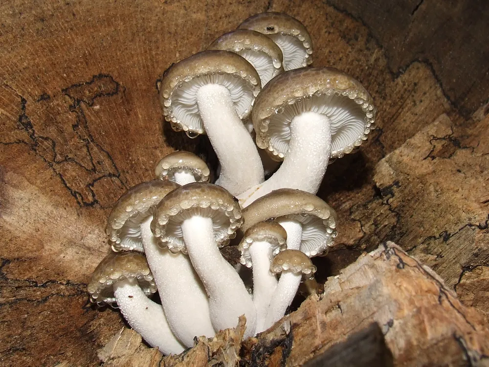 Гіпсизігус в'язовий (Hypsizygus ulmarius)