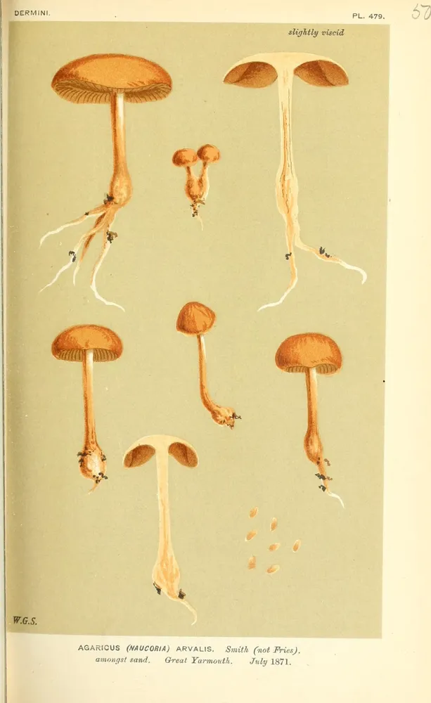 Агроцибе польовий (Agrocybe arvalis)