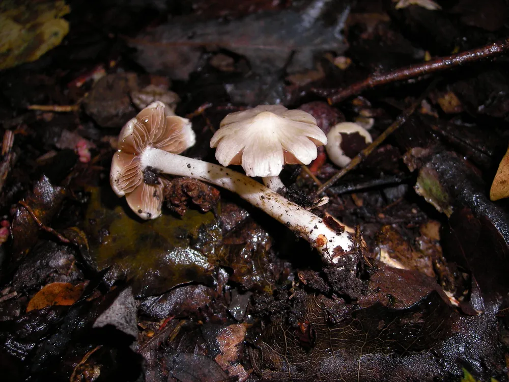 Іноцибе Патуйяра (Inocybe erubescens)
