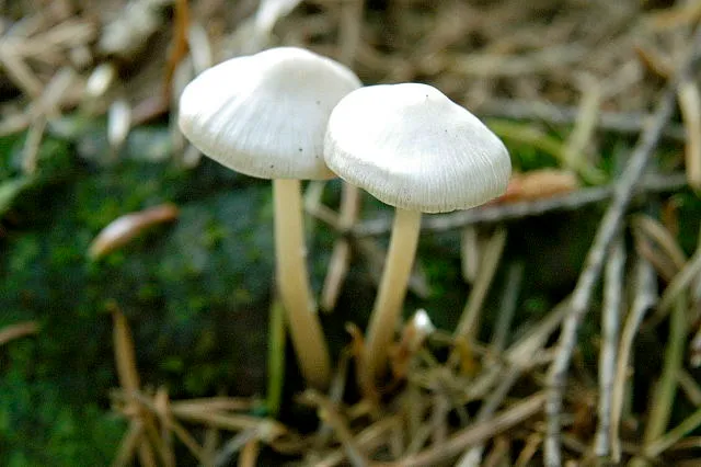 Іноцибе звичайний (Inocybe geophylla)