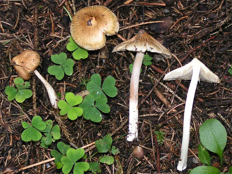 Іноцибе коричневий (Inocybe brunnea)