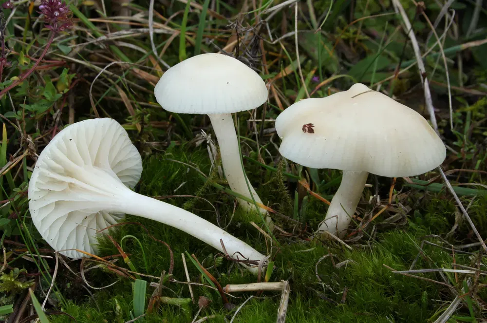 Гігроцибе білосніжна (Cuphophyllus virgineus)