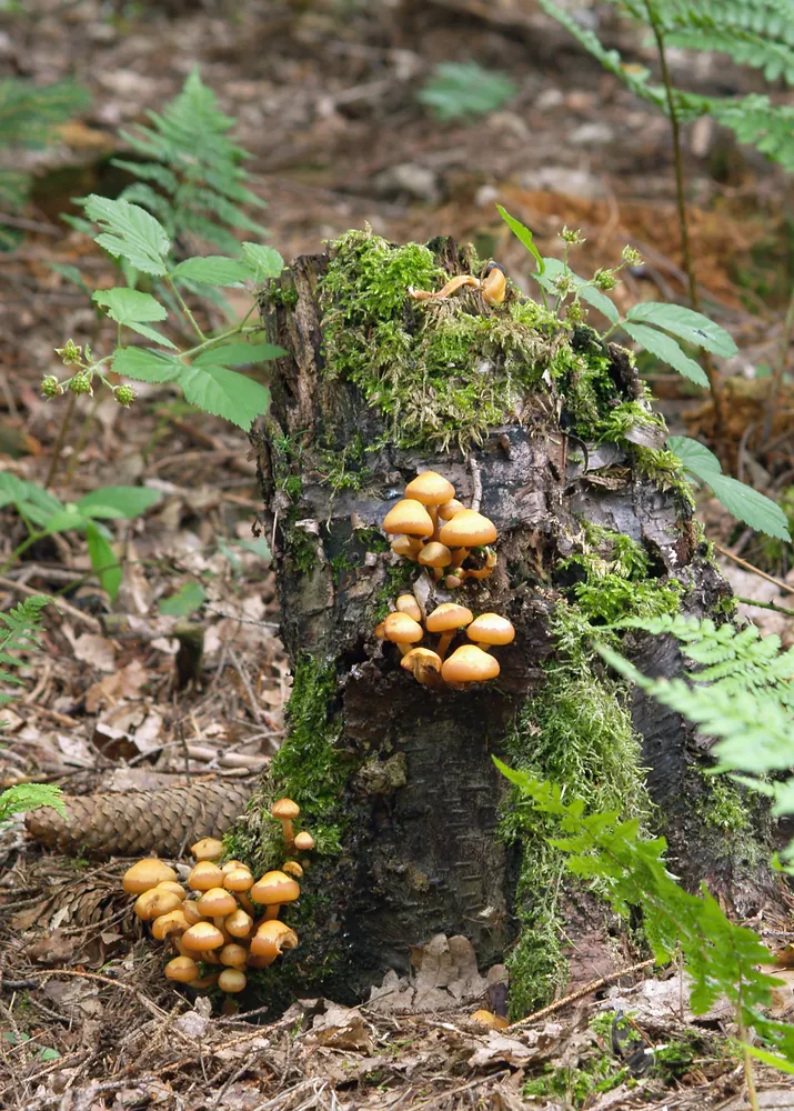 Опеньок літній (Kuehneromyces mutabilis)