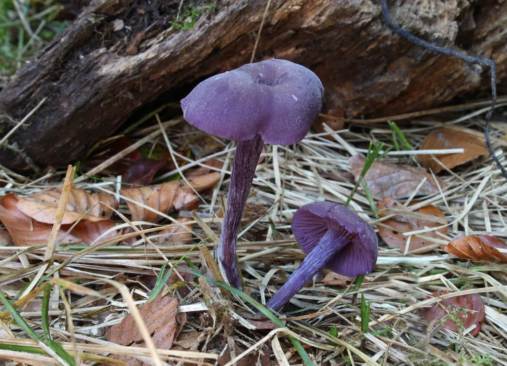 Лакакрія лілова (Laccaria amethystina)