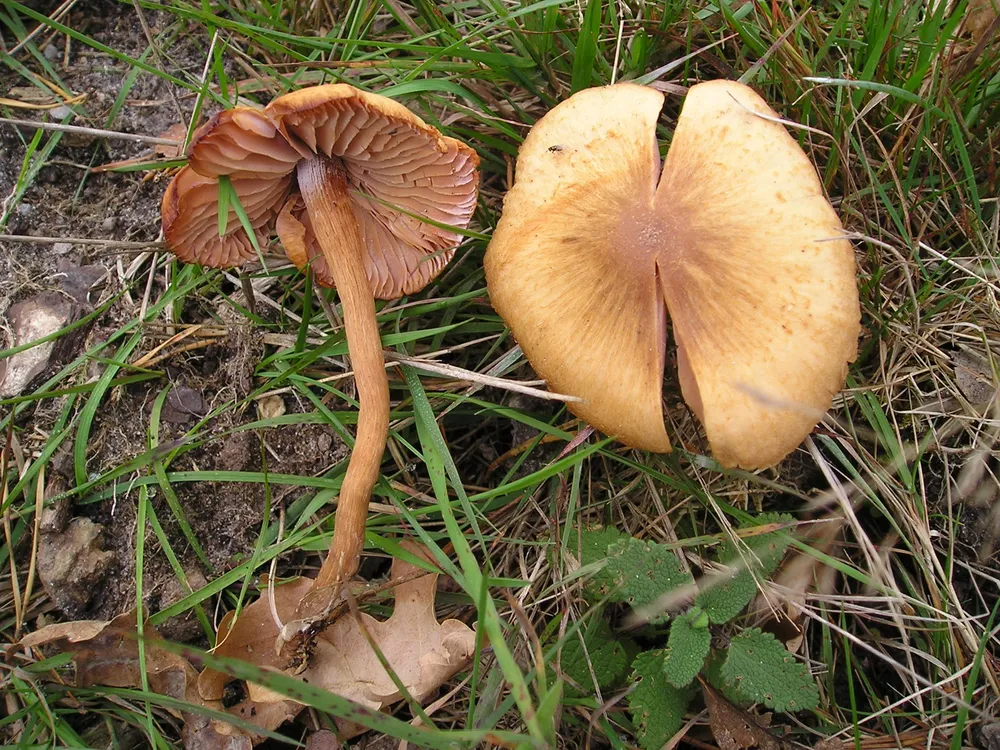 Лакарія блискуча (Laccaria laccata)