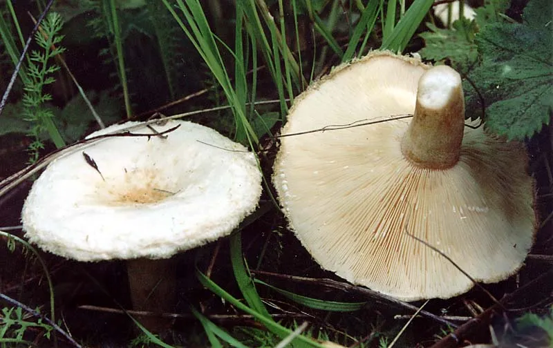 Вовнянка біла (Lactarius pubescens)