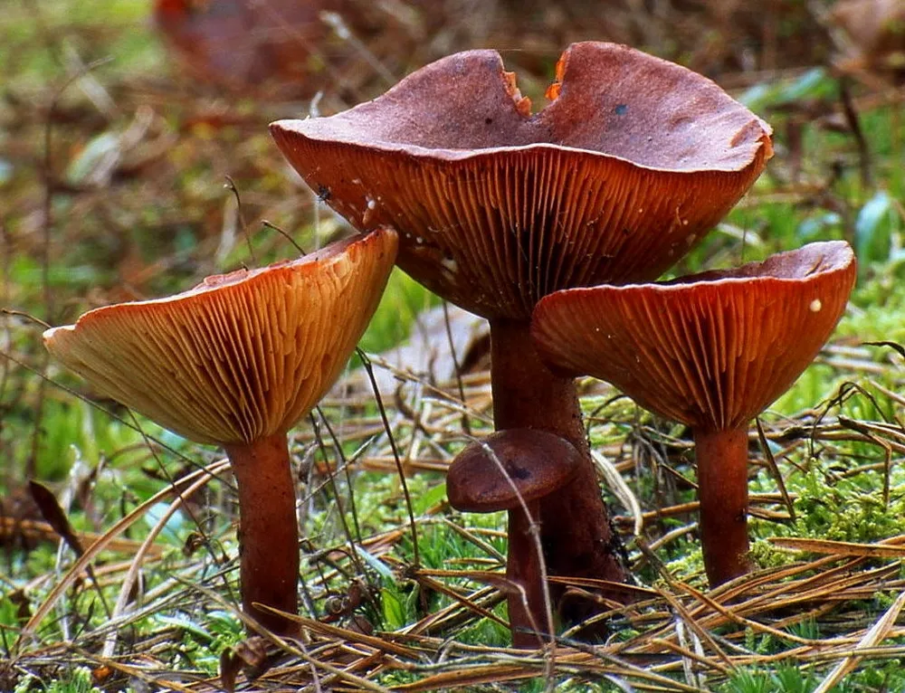 Хрящ-молочник гірчак (Lactarius rufus)