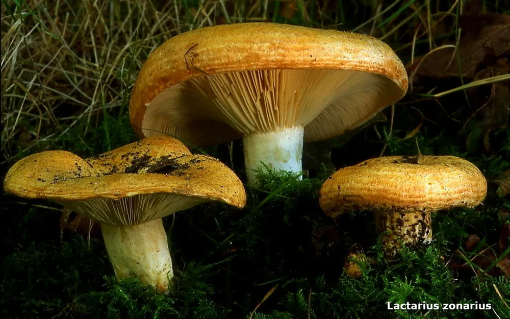 Хрящ-молочник груповий (Lactarius insulsus)