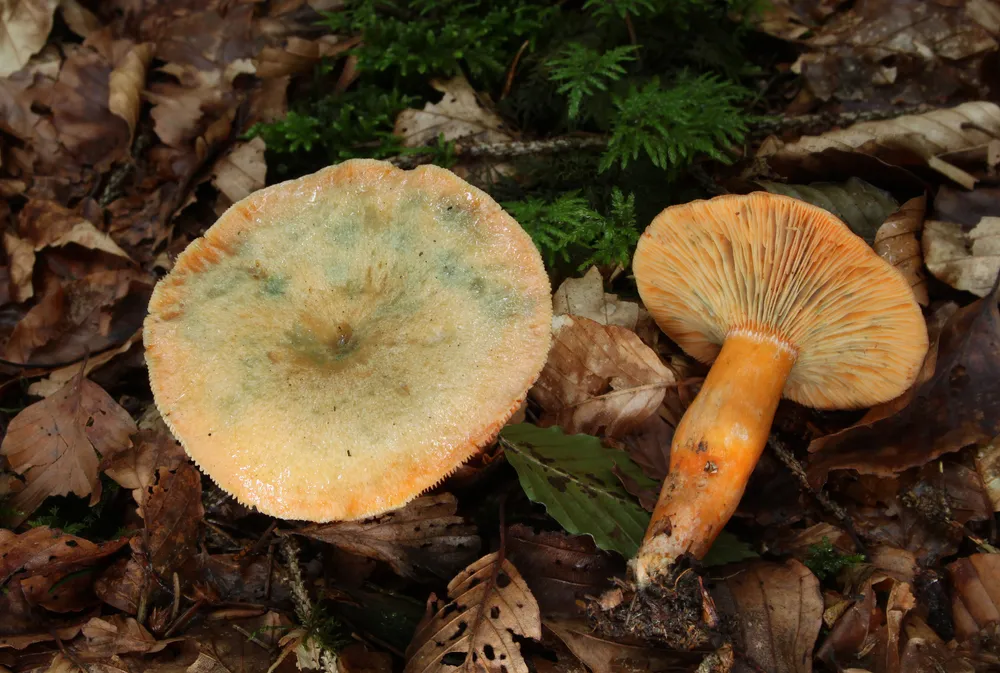 Рижик ялиновий (Lactarius deterrimus)