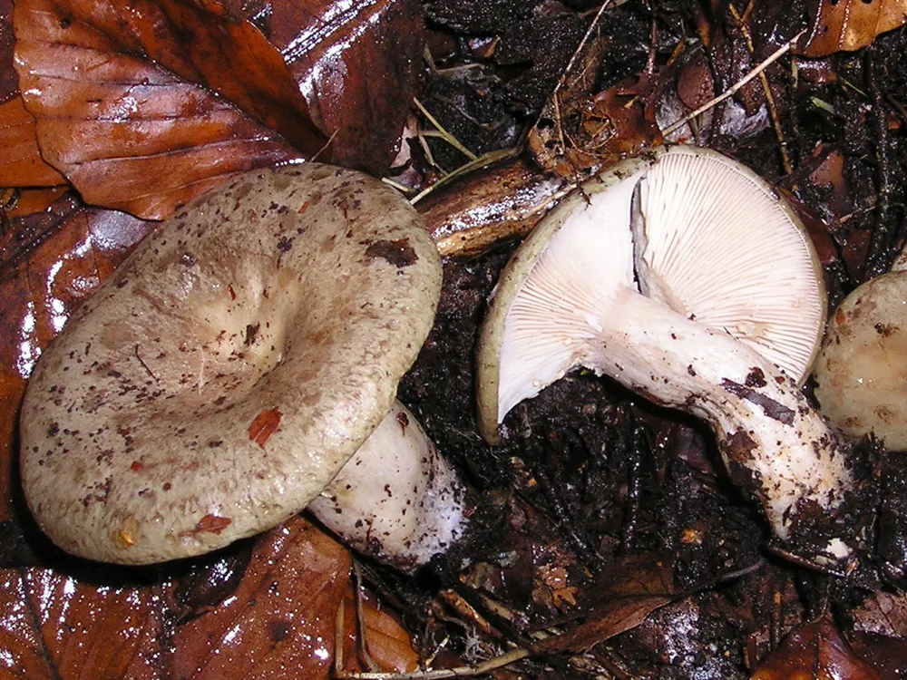 Хрящ-молочник липкий (Lactarius blennius)