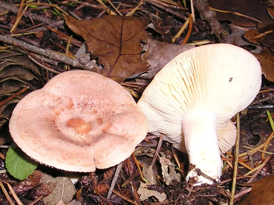 Хрящ-молочник золотисто-жовтий (Lactarius chrysorrheus)