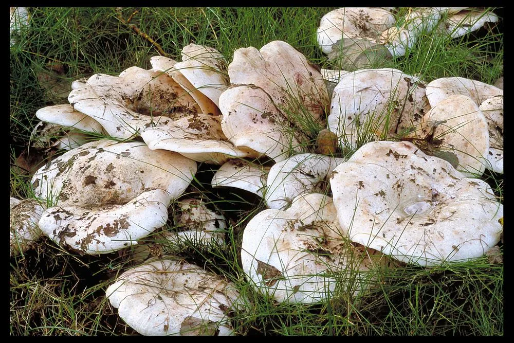 Хрящ-молочник осиковий (Lactarius controversus)