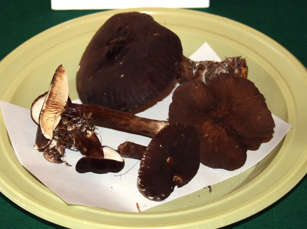 Хрящ-молочник чорний (Lactarius lignyotus)