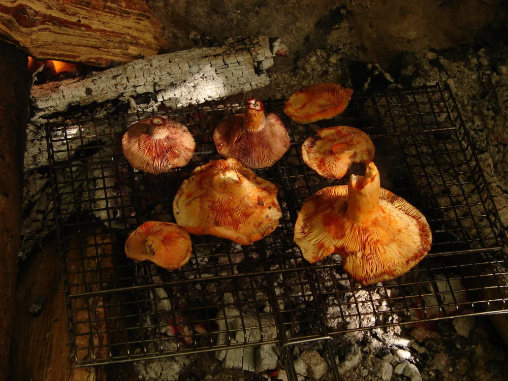 Рижик лососевий (Lactarius salmonicolor)